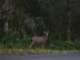There are lots of deer in the woods…we saw this one driving out
